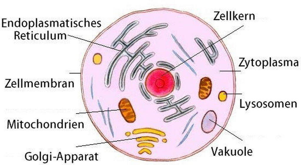 zinzino 2 Gesundheitspraxis bewusstgsund Zinzino