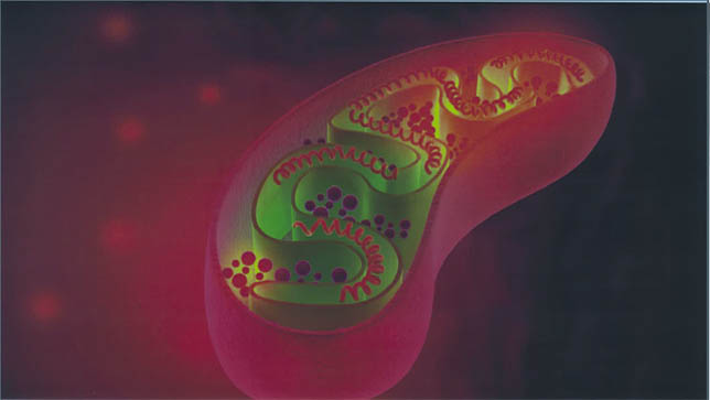 IHHT 6 Mitochondrium